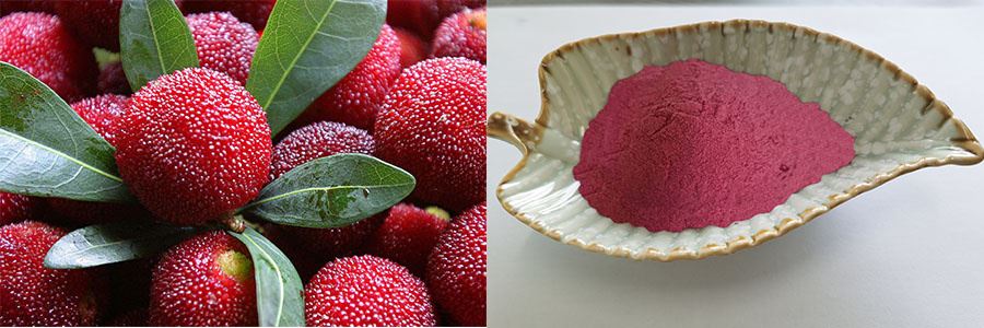 Bayberry Juice Powder