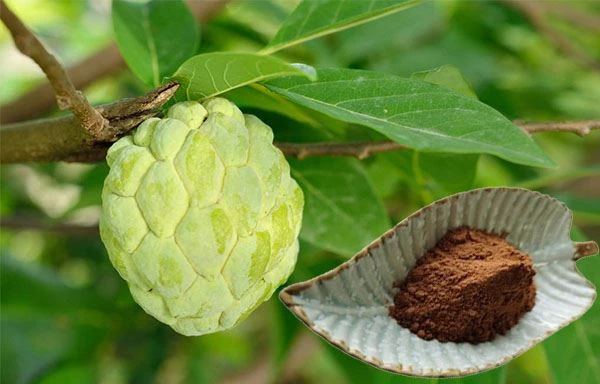 Graviola Extract Powder