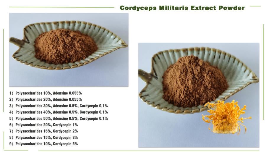 Cordycepin,Cordyceps Polysaccharide,Cordyceps Militaris Extract