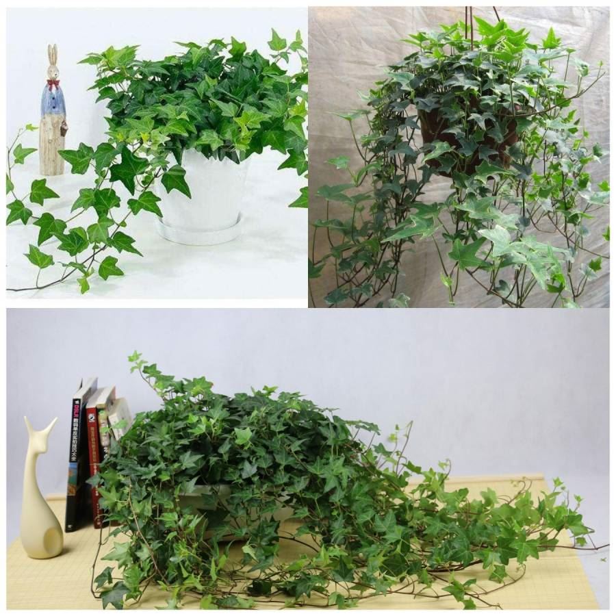 Hedera Helix Extract Powder