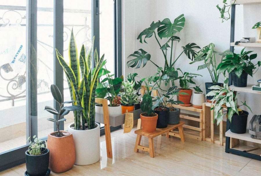 Green Plant Green Plant
