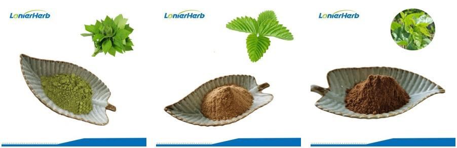 Mulberry Extract Powder