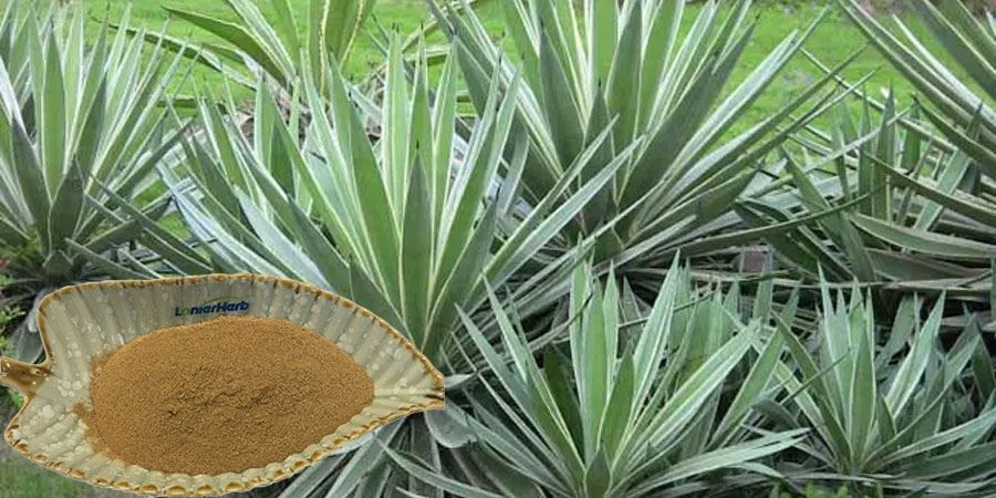 Agave Americana Extract