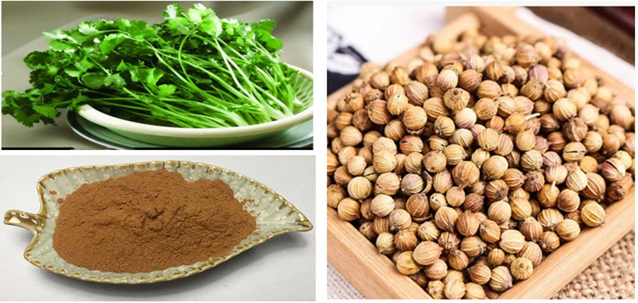Coriander Seed Extract Powder Coriander Seed Extract Powder