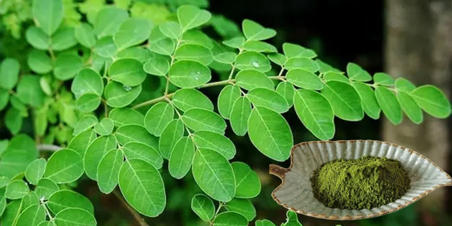 buy New Batch Moringa Leaf Powder