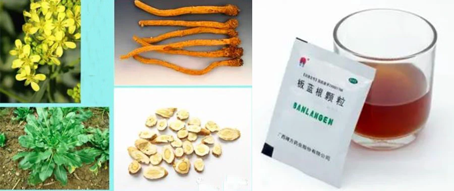 high quality Isatis root extract