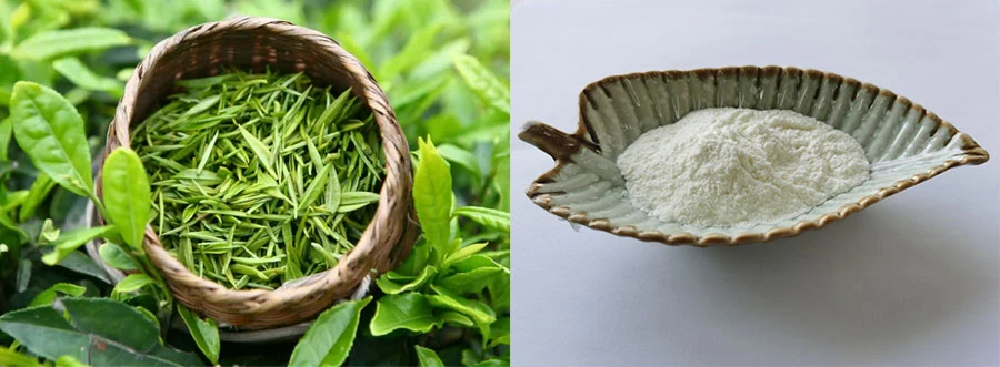 EGCG Green Tea Extract