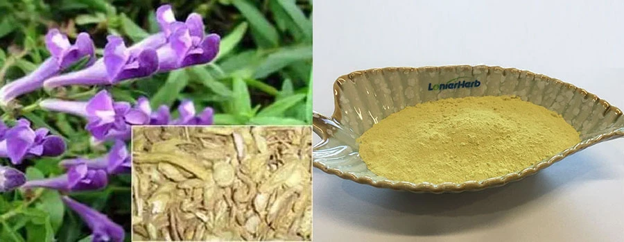 Baical Skullcap Extract 98% Baicalin Free Sample