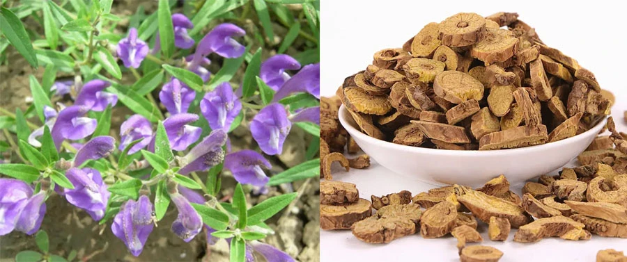 Baical Skullcap Extract 98% Baicalin for sale