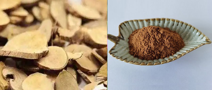 Lindera Aggregata Extract Powder