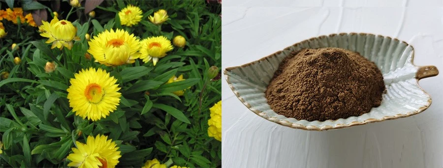 Helichrysum Arenarium Extract Powder