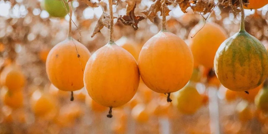 Snakegourd Extract Snakegourd Extract