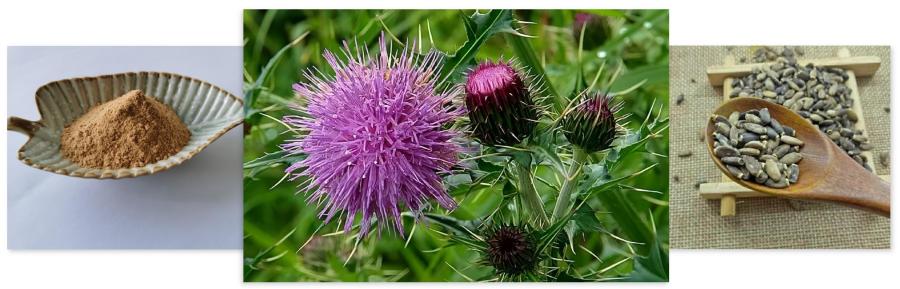 Silybum Marianum Extract