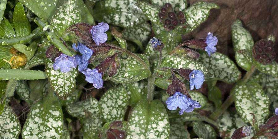 Lungwort Extract