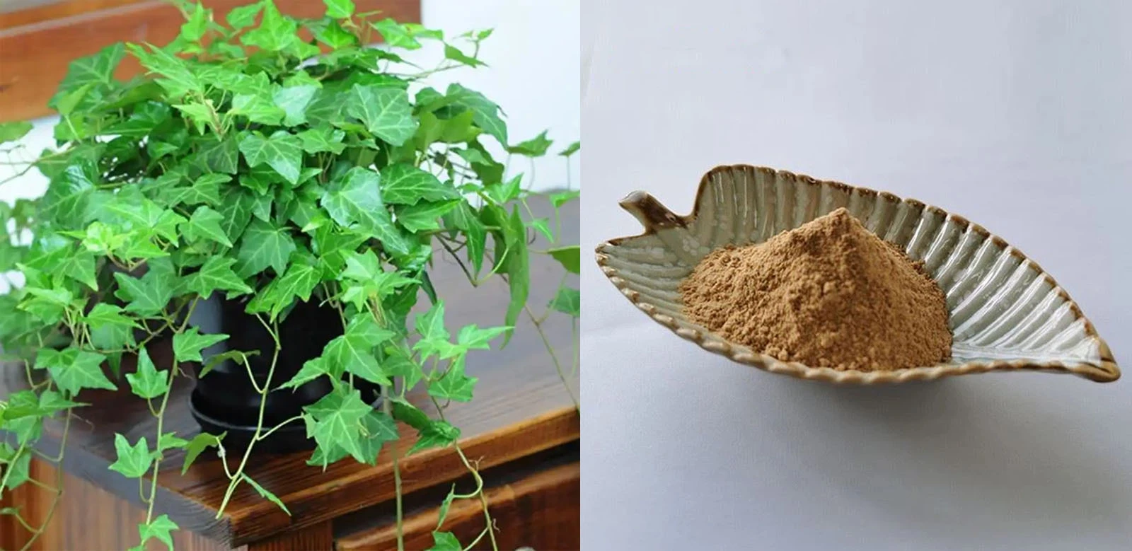 Lonierherb Hederacoside C Lonierherb Hederacoside C