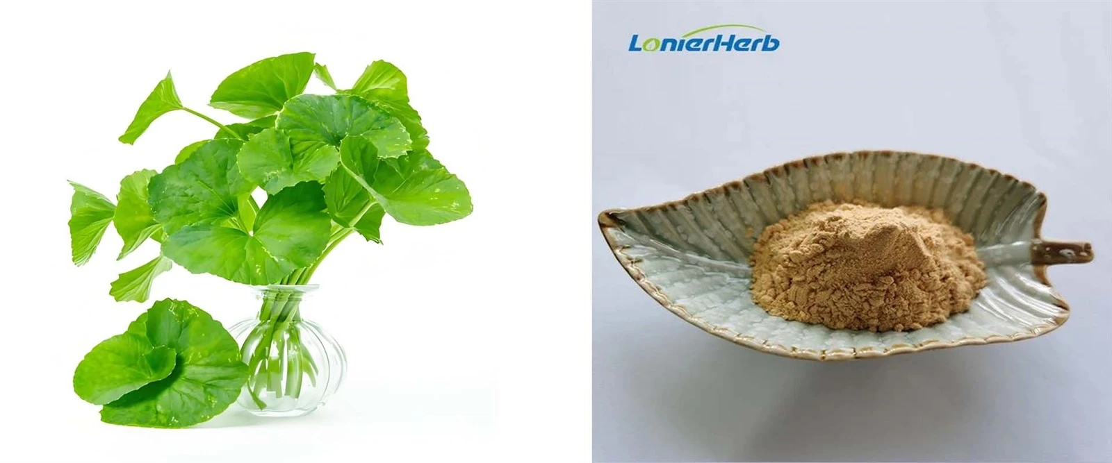Centella Asiatica Powder Centella Asiatica Powder