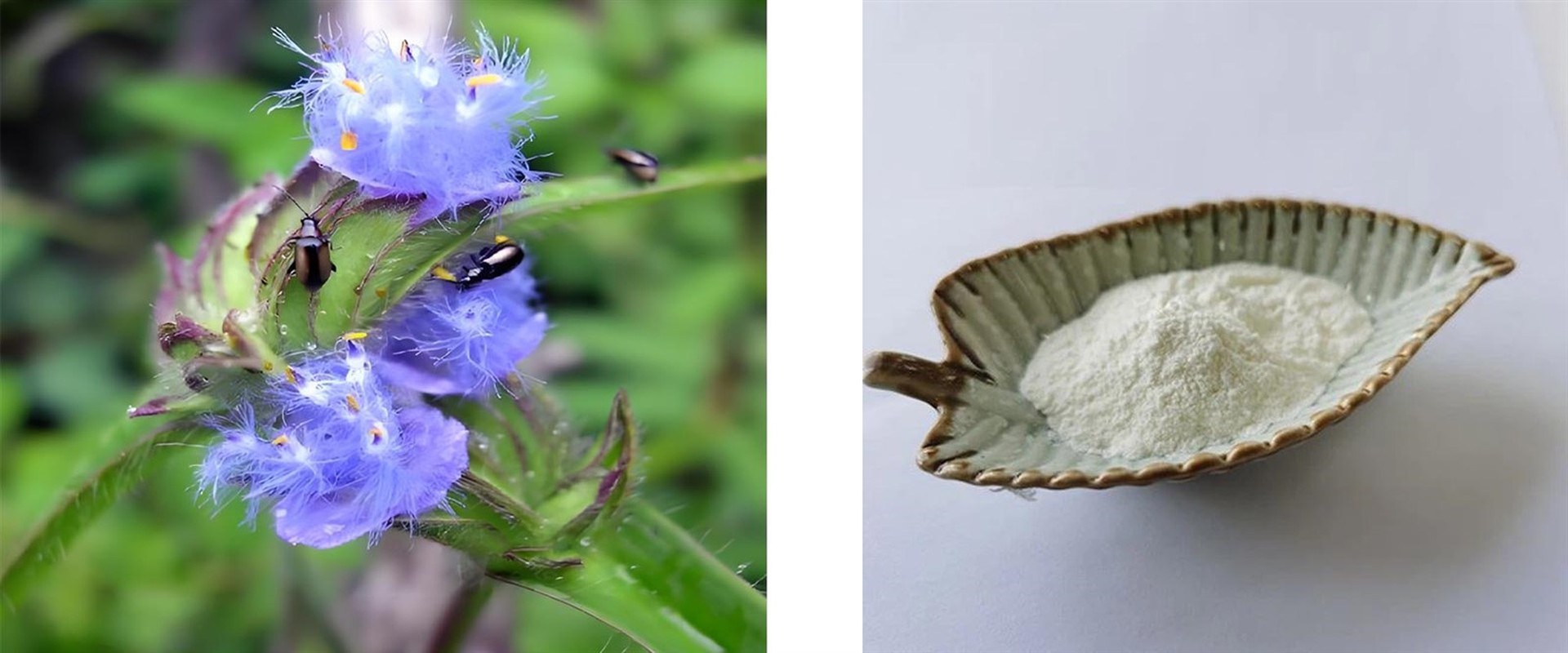 Beta Ecdysterone Powder Beta Ecdysterone Powder